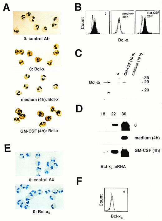 Fig. 2. Bcl-xL, but not Bcl-xS, protein is significantly expressed by purified blood eosinophils. (A) Immunocytochemistry. Bcl-x (the antibody used reacts with both Bcl-xL and Bcl-xS proteins) proteins were expressed in freshly isolated peripheral blood eosinophils (0), and levels rapidly decreased under conditions of cytokine withdrawal in vitro, but were maintained in the presence GM-CSF. (B) Flow cytometry. The Bcl-x protein expression observed in freshly isolated peripheral blood eosinophils (0) was undetectable in the absence of eosinophil hematopoietins and appeared to be increased by cytokine exposure in cultured eosinophils after 20 hours. (C) Immunoprecipitation and immunoblot. Bcl-xL (arrow), but not Bcl-xS(arrowhead), protein expression was observed in freshly isolated peripheral blood eosinophils (0). Bcl-xL protein expression was increased after GM-CSF stimulation but decreased after cytokine withdrawal in vitro. (Right) The positions of molecular size standards. (D) Semiquantitative RT-PCR. Bcl-xL protein expression correlates with the expression of Bcl-xL mRNA. Cytokine withdrawal in vitro decreased Bcl-xL mRNA in eosinophils, whereas stimulation with GM-CSF or IL-5 (not presented) increased Bcl-xL mRNA expression. (Top) Numbers of PCR cycles. (E and F) Immunocytochemistry and flow cytometry. No detectable Bcl-xS (the antibody used reacts specifically with Bcl-xS) protein expression was observed in freshly isolated peripheral blood eosinophils (0). (A, B, E, and F) are representative of eight independent experiments, (C and D) of three independent experiments.