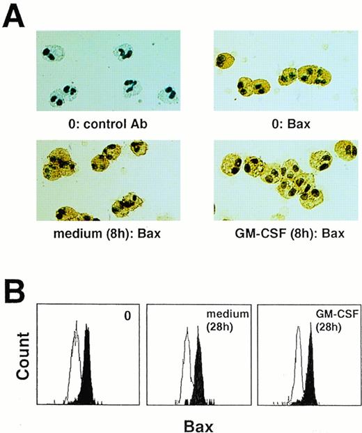 Fig. 4. Bax protein is expressed by purified blood eosinophils. Bax protein levels remained unchanged when eosinophils were cultured in the presence or absence of eosinophil hematopoietins, as seen by immunocytochemistry (A) and flow cytometry (B). Each figure is representative of eight independent experiments.
