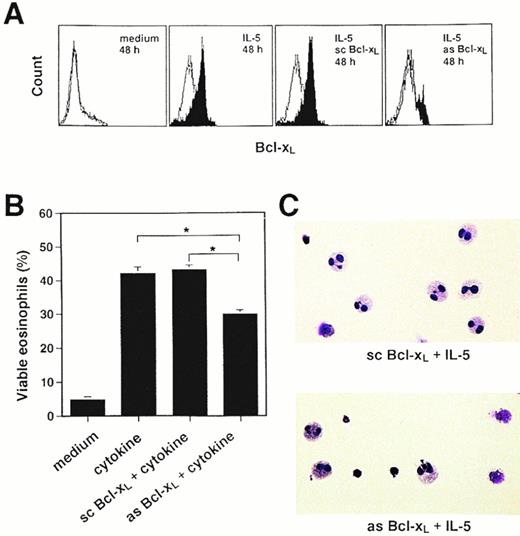 Fig. 5. Bcl-xL antisense but not scrambled oligodeoxynucleotides partially inhibit cytokine-mediated rescue of spontaneous eosinophil apoptosis. (A) Eosinophils lost the expression of Bcl-xL protein after in vitro culture for 24 hours (see Fig 2B). In these cells, IL-5–induced Bcl-xL expression within 24 hours (total cell culture time: 48 hours). Whereas scrambled Bcl-xL oligodeoxynucleotides (sc Bcl-xL) had no effect on IL-5–mediated upregulation of Bcl-xL protein levels, no significant induction of Bcl-xL protein expression was observed in eosinophils treated with Bcl-xLantisense molecules (as Bcl-xL). The same data were observed using GM-CSF to upregulate Bcl-xL protein expression (not presented). This figure is representative of five independent experiments. (B) Bcl-xL antisense but not scrambled oligodeoxynucleotides partially inhibited the effects of GM-CSF and IL-5 on eosinophil viability (*; P < .001). In addition, no significant effects of the oligodeoxynucleotides on spontaneous eosinophil death were observed (not presented). Means ± SEM of six independent experiments are presented. (C) Bcl-xL antisense and scrambled oligodeoxynucleotides-treated eosinophils were cultured in the presence of IL-5 as described in Materials and Methods for a total of 48 hours. Cells were stained with Giemsa-May-Grünwald (Diff-Quik). Apoptotic eosinophils are characterized by reduced cell volume as well as nuclear condensation. Some cells demonstrate secondary necrosis (lower panel, the two cells in the right margin; these cells show complete nuclear fragmentation). In these experiments, we did not observe any cell death that was the result of primary necrosis. The Bcl-xL antisense-treated cell populations demonstrated much more apoptosis. Data are representative of three independent experiments.