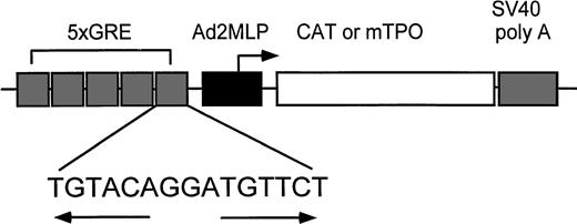 Fig. 1. Schematic representation of the expression cassette including the chimeric GRE promoter with the CAT gene or mTPO cDNA as reporter genes. The chimeric promoter includes five GRE from the rat tyrosine aminotransferase gene inserted upstream of the adenovirus-2 major late promoter (Ad2MLP).12 The SV40 polyA stop signal follows the reporter genes.