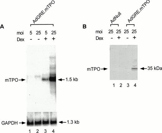 Fig. 6. Dexamethasone (Dex) stimulated expression of mouse TPO (mTPO) mRNA transcripts and mTPO protein in HeLa cells after infection with the AdGRE.mTPO vector. (A) Northern analyses of total RNA (10 μg/lane) isolated from HeLa cells infected with Ad vectors. Cells were infected with AdGRE.mTPO (5 or 25 moi), an Ad vector containing a chimeric corticosteroid inducible promoter controlling the expression of the mTPO cDNA (lanes 1 through 4). After 24 hours, the cells were incubated with dexamethasone (25 nmol/L; lanes 3 and 4) or without dexamethasone (lanes 1 and 2) for an additional 24 hours. The RNA was hybridized with a mTPO cDNA probe (top) or a GAPDH (bottom) probe. Lane 1, AdGRE.CAT (5 moi) alone; lane 2, AdGRE.CAT (25 moi) alone; lane 3, AdGRE.CAT (5 moi) + Dex; lane 4, AdGRE.CAT (25 moi) + Dex. (B) Western blot analysis of total protein (50 μg/lane) isolated from HeLa cells infected with Ad vectors. Cells were infected with either AdNull (25 moi, lanes 1 and 2), or AdGRE.mTPO (25 moi, lanes 3 and 4). After 24 hours, the cells were incubated with dexamethasone (25 nmol/L) (lanes 2 and 4) or without dexamethasone (lanes 1 and 3) for an additional 24 hours. Anti-mTPO serum was used to detect the 35-kD mTPO protein.