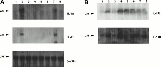 Fig. 3. Northern blot analysis of the expression of ILs in MS-10 cells or their receptors in HB-1 cells by the coculture of MS-10 and HB-1 cells. (A) Result of hybridization with the32P-labeled probes for IL-1α and IL-11. A total of 15 μg of total RNA of each sample was loaded in each lane. Each lane represents HB-1 cells separated from MS-10 cells for 5 days (lane 3); HB-1 cells cocultured with MS-10 cells (lane 4); HB-1 cells separated from MS-10 cells for 5 days then reseeded on MS-10 cells again and harvested 5 days later (lane 5); or cultured in the presence of 10 U/mL IL-1α and harvested 5 days later ( lane 6 ); MS-10 cells cocultured with HB-1 cells (lane 7); and MS-10 cells alone (lane 8). LPS-stimulated MS-5 cells were used as positive control (lane 2). MS-5 cells were used as negative control (lane 1). The level of β-actin is shown as control. (B) Result of hybridization with the32P-labeled probes for IL-1RI and IL-11R. A total of 15 μg of total RNA from each sample was loaded in each lane. Each lane represents HB-1 cells separated from MS-10 cells for 5 days (lane 3); HB-1 cells cocultured with MS-10 cells (lane 4); HB-1 cells separated from MS-10 cells for 5 days then reseeded on MS-10 cells again and harvested 5 days later (lane 5); cultured in the presence of 10 U/mL IL-1α and harvested 5 days later (lane 6); MS-10 cells cocultured with HB-1 cells (lane 7); MS-10 cells alone (lane 8). C3H/HeN spleen cells and NIH3T3 cells were used as control. The level of β-actin is shown as control.
