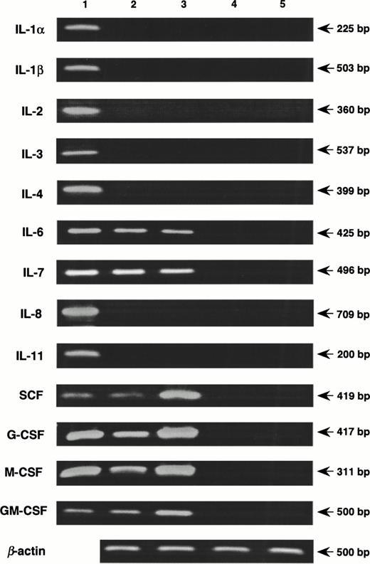 Fig. 5. Induction of cytokines in MS-10 cells by the coculture with nonadherent BM cells. Nonadherent BM cells were cocultured with MS-10, and the expression of cytokines was analyzed by quantitative RT-PCR, MS-10 alone (lane 2); MS-10 cocultured with nonadherent BM cells for 48 hours (lane 3); nonadherent BM cells (lane 4); nonadherent BM cells cocultured with MS-10 for 48 hours (lane 5). Lane 1 is a positive control.