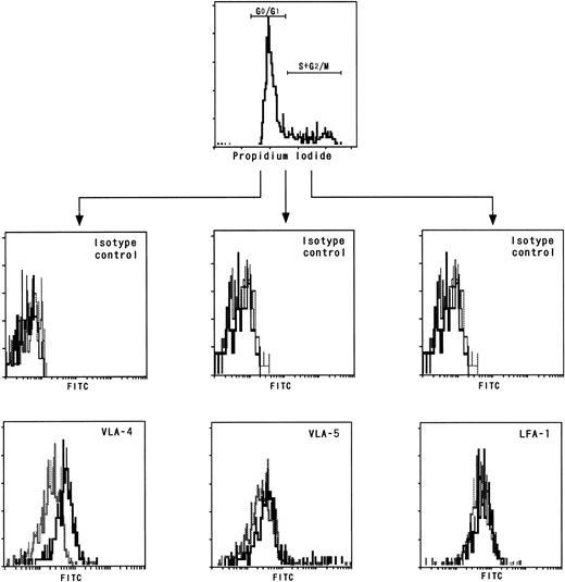 Fig. 4. Adhesion molecule expression by BM CD34+cells fractionated on the basis of cell-cycle status. CD34+ cells enriched from BM cells were stained with control antibodies (middle) or with MoAbs (bottom) against VLA-4 (right), VLA-5 (middle), or LFA-1 (left) and then subjected to cell-cycle analysis. The expression intensities of the adhesion molecules of CD34+ cells fractionated on the basis of cell-cycle status are presented. (Solid line) CD34+ cells in S + G2/M phase; (broken line) CD34+cells in G0/G1 phase.