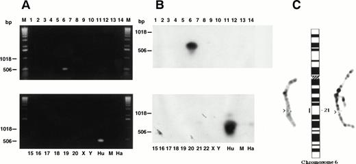 Fig. 11. CD164 is located on human chromosome 6q21. Somatic cell hybrids shown in Tables 3 and 4 were analyzed by PCR for the presence of the CD164 gene. (A) Ethidium bromide–stained gel of PCR products using the MGC24-Gp-F4/B4 primer pairs. This gel was Southern blotted and probed with CD164 cDNA probe C as indicated in (B). Partial metaphase spreads (C) showing localization of the BglII subclone of CD164 PAC1 to human chromosome band 6q21 (arrowed and shown on the idiogram).
