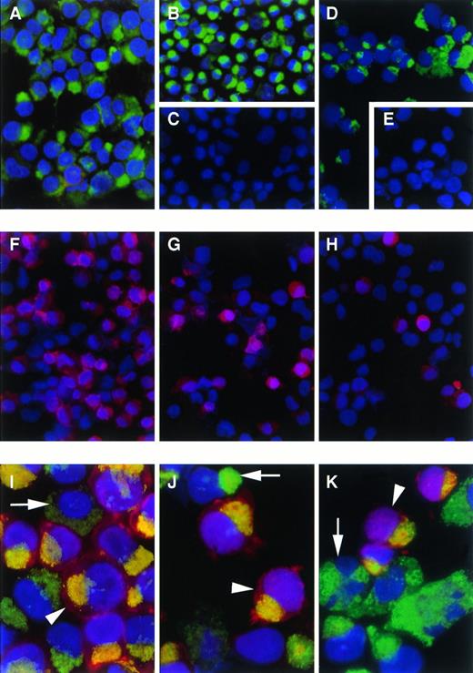 Fig. 6. Immunofluorescence staining with CD164 and erythroid specific MoAbs of cord blood CD34+ cells cultured under erythroid conditions. CD34+ cells were isolated from cord blood and cultured for 5 to 9 days under the conditions described. Cultured cells were cytocentrifuged, fixed in acetone, and stained by dual immunofluorescence using DAPI as a nuclear counterstain. Of interest are day-5 cultured cells stained in the Golgi region with 103B2/9E10 (A) and105A5 (B) antibodies. These cells were negative with anti-glycophorin C (C). Similar staining was obtained for day-9 cultured cells using 103B2/9E10 (D). Also shown are day-9 cells labeled with an IgG3 irrelevant isotype-matched negative control (E), anti–glycophorin C (F), anti–glycophorin A (G), and band III (H); and day-6 cultured cells labeled with 103B2/9E10 plus FITC–anti-mouse IgG3 (I through K) and glycophorin C (I), glycophorin A (J), or band III (K) plus Texas Red–anti-mouse IgG1. Arrow heads indicate double-stained cells and arrows show cells stained only with 103B2/9E10 (I through K); (A through H: 40 × original magnification; I through K: 100 × original magnification).