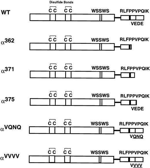 Fig. 1. Cartoon of the human GMRα subunit intracellular domain mutants. Depicted are motifs that are conserved within the cytokine receptor superfamily. The four spatially conserved cysteines and the WSXWS motif are located within the extracellular domain. A single transmembrane domain is depicted as a line, and the semiconserved proline-rich and VEDE regions are indicated in the intracellular domain. The wild-type hGMRα is 400 amino acids in length. Truncation mutants have a stop codon engineered at the amino acid number indicated. Mutagenesis of the VEDE region (residues 372 through 374) to the sequences VQNQ and VVVV is also depicted.