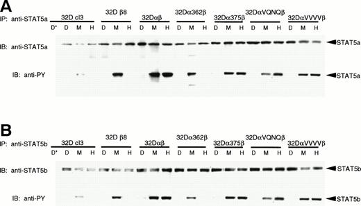 Fig. 4. Phosphorylation of STAT5a and STAT5b. Indicated 32Dcl3 cell lines were stimulated with diluent (D), 200 pmol/L mGM-CSF (M), or 400 pmol/L hGM-CSF (H), and lysed. Lysates were immunoprecipitated with anti-STAT5a (A) or anti-STAT5b (B) antibody or 2 mg mouse IgG or normal rabbit serum (*) as a negative control. Immunoprecipitates were subjected to SDS-PAGE (7.5% gel) and transferred to Hybond-ECL filters. Filters were probed with 4G10 antiphosphotyrosine antibody, stripped, and reprobed with anti-STAT5a or anti-STAT5b antibodies.