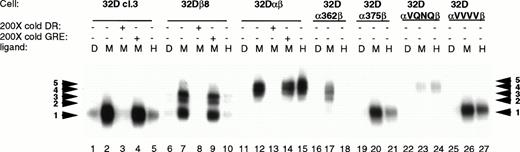 Fig. 5. STAT activation in 32D cell lines. 32D cell lines were stimulated with diluent (D), 200 pmol/L mGM-CSF (M), or 400 pmol/L hGM-CSF (H), and lysates were prepared and analyzed by EMSA using a32P-labeled DR probe. Specificity of binding was determined by competition with 200× cold DR probe and 200× cold GRE probe. The DR probe binds STAT5 and STAT1 with high affinity, whereas the GRE probe binds only the tetrameric form of STAT1 with high affinity.