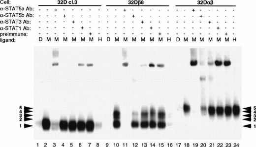 Fig. 6. Identification of EMSA complex components by antibody interference. Parental 32Dcl3, 32Dβ8, and 32Dαβ cell lines were treated, and the lysates prepared as described in Materials and Methods. Lysates obtained from cells treated with 200 pmol/L mGM-CSF were treated with STAT5a, STAT5b, STAT3, STAT1, or preimmune serum before incubation with radiolabeled DR probe. EMSA was then performed on 5.3% polyacrylamide gels, which were visualized by autoradiography.