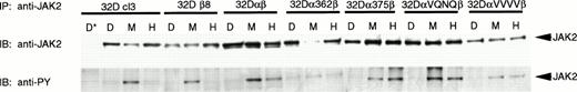 Fig. 7. Activation of JAK2 by wild-type and mutant GM-CSF receptors. Indicated 32Dcl3 cell lines were stimulated with diluent (D), 200 pmol/L mGM-CSF (M), or 400 pmol/L hGM-CSF (H), and lysed. Lysates were immunoprecipitated with anti-JAK2 antibody from Santa Cruz Biotechnology, Inc and normal goat serum (*) as a negative control. Immunoprecipitates were subjected to SDS-PAGE and transferred to Hybond-ECL filters. Filters were probed with 4G10 antiphosphotyrosine antibody, stripped, and reprobed with anti-JAK2 antibody.
