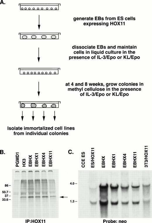 Fig. 1. (A) Protocol used to generate EBHX cell lines. (B) Immunodetection of HOX11 protein (37 kD, arrow) in EBHX cell lines by immunoprecipitation of radiolabeled proteins with HOX11-specific antiserum. PGMD1, an IL-3–dependent myeloid progenitor line used as negative control; HX3, a bone marrow-derived HOX11-immortalized line used as positive control; EBHX, day 6 EBs generated from MSCV-HOX11 transduced ES cells; EBHX1, EBHX4, EBHX11, three EB-derived HOX11-immortalized cell lines. (C) Northern blot analysis with a neo probe demonstrating LTR-directed (4.0 kb) HOX11 mRNA (which contains downstream neo sequences) and pgk-directed (1.3 kb) neo mRNA in EBHX cell lines. CCE ES, wild-type ES cells; ES/HOX11, MSCV-HOX11 transduced ES cells; 3T3/HOX11, NIH3T3 fibroblasts transduced with the MSCV-HOX11 vector.