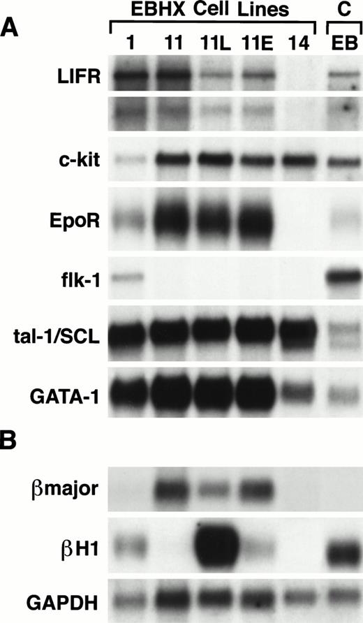 Fig. 4. Expression analysis of EBHX cell lines. (A) Northern blot analysis of receptor and transcription factor gene expression. (B) Northern blot analysis of globin gene expression. The relative amounts of RNA loaded are indicated by hybridization to the probe specific for glyceraldehyde 3-phosphate dehydrogenase (GAPDH). Cells from day 4.5 EBs were included as a control (C).