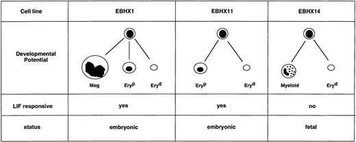 Fig. 8. Summary of the developmental potential of three EBHX cell lines. Meg, megakaryocyte; Eryp, primitive erythroid; Eryd, definitive erythroid.