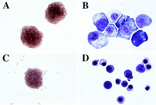 Fig. 5. EBHX11-derived colonies and cells. (A) Colonies grown in the presence of LIF for 7 days. (B) Cells from LIF-stimulated colonies. (C) Colony grown in the presence of Epo for 7 days. (D) Cells from Epo-stimulated colonies. Original magnification for (A and C), ×200 and for (B and D), ×1,000.