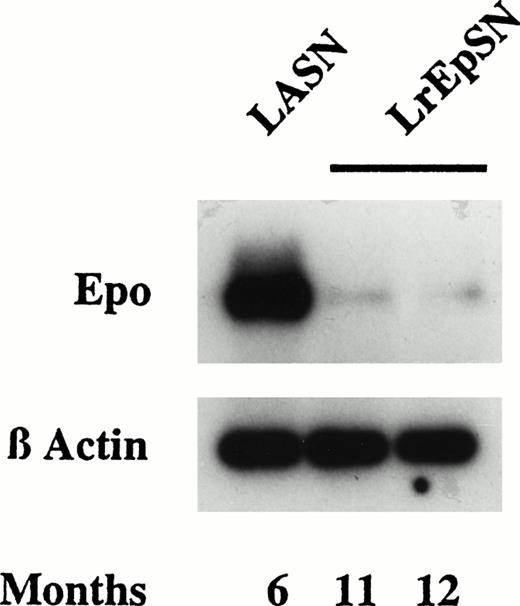 Fig. 3. Epo mRNA analysis. Total RNA was isolated from kidneys of rats receiving Epo expressing LrEpSN-transduced cells and control rats receiving LASN-transduced cells expressing human ADA. RT-PCR was performed with rat Epo-specific primers to give a 540-bp amplified segment that was subjected to electrophoresis and hybridized with a32P-labeled Epo probe. As a control RT-PCR was performed using β-actin–specific primers to amplify a 500-bp fragment from the same cDNA preparation. Diluted aliquots of each sample were subjected to agarose electrophoresis, Southern transfer, and hybridization of the transferred DNA to a β-actin–specific 32P-cDNA probe.