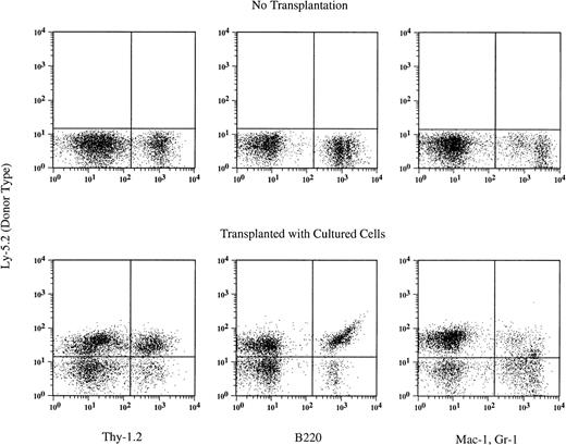 Fig. 2. An example of hematopoietic reconstitution by βc −/− cells cultured with SF and IL-11. Nucleated blood cells of a recipient mouse were analyzed using flow cytometry 6 months after transplantation. Thy-1.2+ cells, B220+cells, and Gr-1+ Mac-1+ cells of donor (Ly-5.2) origin are seen.