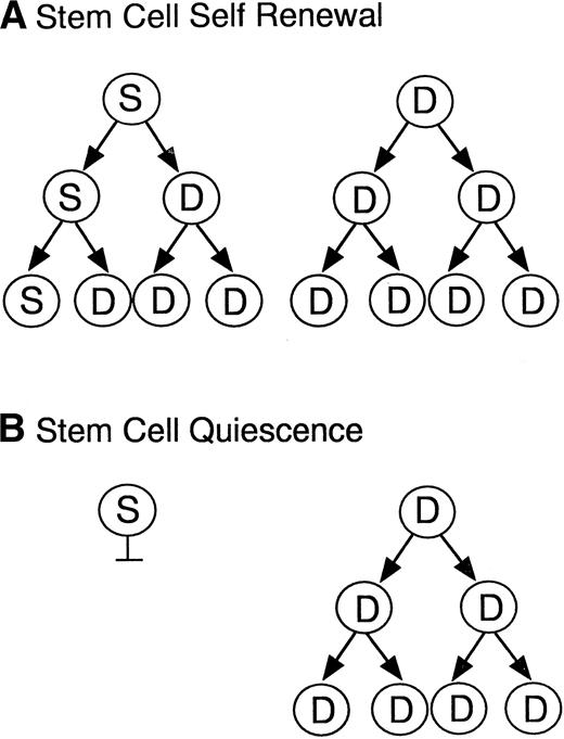 Fig. 5. Models of stem cell maintenance. Illustrated are two models for stem cell maintenance. In both models, the starting population is assumed to contain both stem cells (S) and more differentiated progenitor cells (D). Model A illustrates a self-renewal process where the stem cell divides asymmetrically to give rise to a committed and a pluripotent daughter cell, thus maintaining stem cell numbers at each generation. Model B illustrates a quiescence process where stem cells are maintained in a nonproliferative state and the committed progenitors divide to give rise to mature lineages.