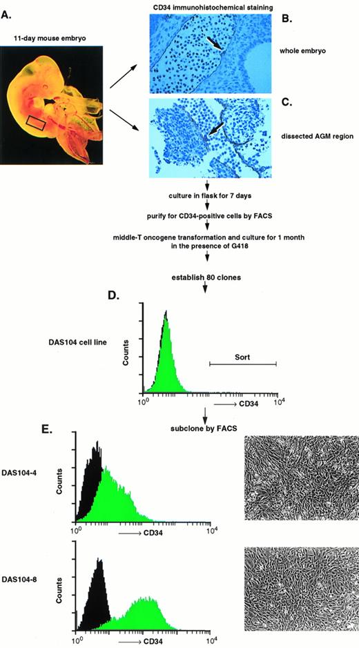 Fig. 1. Isolation and characterization of AGM-derived endothelial cells. (A) A day-11 murine embryo highlighting (rectangle) the AGM region that was dissected and used as a source for CD34+endothelial cells. (B) Transverse section through 11-day murine embryo AGM region stained with anti-CD34 antibody. Note the positively stained endothelium and adherent hematopoietic progenitor cells attached to the dorsal aorta (arrow), similar to those previously observed in the blood islands of the yolk sac and the AGM region of murine and human embryos.18-21 (C) Dissected AGM region stained with anti-CD34 antibody. Note the positively stained endothelial cells and adherent hematopoietic progenitor cells attached to the dorsal aorta (arrow). (D) A progenitor DAS 104 cell line was generated by polyoma virus middle-T transformation and was stained with anti-CD34 antibody. The CD34+ cells were isolated by FACS sorting. (E) DAS 104-4 and DAS 104-8 cell lines were stained with anti-CD34 antibody and analyzed by FACS. Note that both cell lines are positive for the CD34 antigen. Morphology of DAS 104-4 and DAS 104-8 cell lines showing typical flattented, endothelial-like structures.