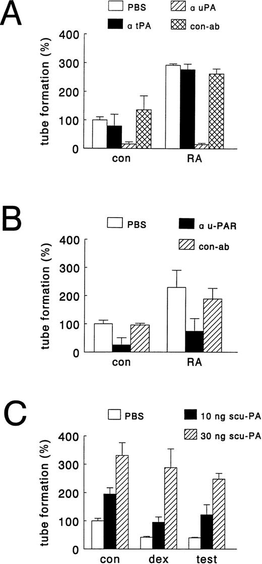 Fig. 4. Effects of antibodies against u-PA, t-PA, and u-PAR and of addition of single chain u-PA on hormone-modulated tube formation. hMVEC were cultured on three-dimensional fibrin matrices in incubation medium containing 20 ng/mL bFGF and 20 ng/mL TNF-α, and the appropriate hormone. Activity blocking antibodies to u-PA, t-PA, and u-PAR were added at the start of an experiment, whereas single chain u-PA was added from day 2 onward. After 8 to 11 days, the total length of capillary-like tubular structures was determined as described in Materials and Methods. (A) Effect of solvent (PBS), antibodies to u-PA (α uPA, 150 μg/mL) or t-PA (α tPA, 150 μg/mL) and rabbit IgG isolated from pooled normal serum (con-ab, 150 μg/mL) on tube formation of hMVEC in incubation medium supplemented with vehicle (con, 0.01% (vol/vol) DMSO) or all-trans retinoic acid (RA, 1 μmol/L). (B) Effect of solvent (PBS), antibody to u-PAR (α uPAR, 25 μg/mL) and antibody to FITC (con-ab, 25 μg/mL) on tube formation of hMVEC in incubation medium supplemented with vehicle (con, 0.01% DMSO) or all-trans retinoic acid (RA, 1 μmol/L). (C) Effect of addition of solvent (PBS) and scu-PA (10 or 30 ng scu-PA) on tube formation of hMVEC in incubation medium supplemented with vehicle (con, 0.01% DMSO), testosterone (test, 1 μmol/L), or dexamethasone (dex, 1 μmol/L). The data represent the average of two experiments performed in duplicate wells (with ranges given by error bars) and are expressed as percentages of control values (tube-length/cm2 in the presence of bFGF and TNF-α).