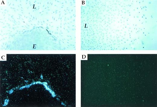 Fig. 2. L-cells/LE-II cells coculture. Induction of endogenous PAI-1 expression in fibroblasts contacting endothelial cells. (A and C) (brightfield and darkfield, respectively) show in situ hybridization of L-fibroblast cells (L)/ LE-II endothelial cells (E) cocultured with a PAI-1–specific probe. (B and D) (brightfield and darkfield, respectively) show in situ hybridization of a L-fibroblast cell culture displaying a gradient of cell density.