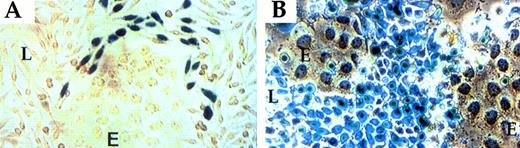 Fig. 3. PAI-1 promoter directs expression of a β-Gal reporter to fibroblasts juxtaposed to endothelial cells. (A) Fibroblasts transfected with a PAI promoter-LacZ plasmid. (B) Fibroblasts transfected with an L16 promoter-LacZ plasmid. See Materials and Methods for details. L-fibroblasts (L); LE-II endothelial cells (E).