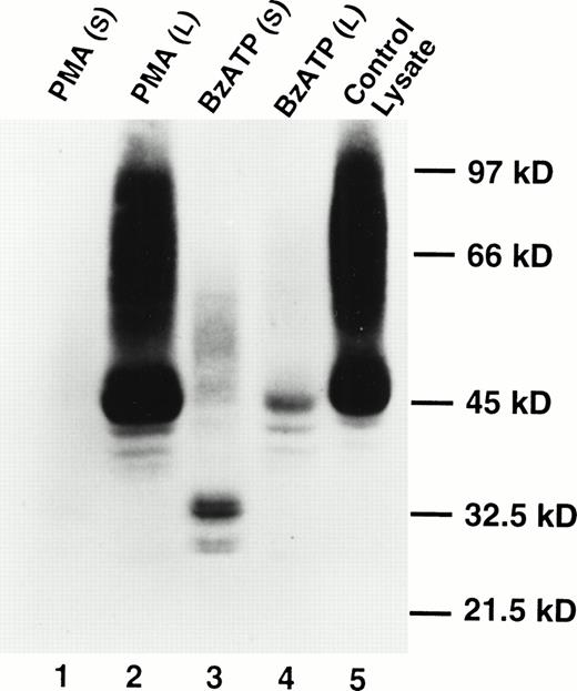 Fig. 2. Appearance of soluble CD23 in the supernatant after lymphocyte exposure to BzATP but not PMA. Lymphocytes were treated with 100 nmol/L PMA (lanes 1 and 2) or 0.2 mmol/L BzATP (lanes 3 and 4) for 30 minutes. CD23 was detected in supernatants (lanes 1 and 3) or cell lysates (lanes 2 and 4) by Western blotting. Lane 5 is a cell lysate of untreated lymphocytes. No bands were detected using an irrelevant control antibody.