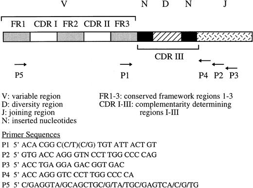 Fig. 1. Position and sequence of primers for single round (P1/P2) and seminested (P1/P3, P1/P4, or P5/P3, P5/P2) PCR amplification of the third complementarity region (CDR-III) of the IgH gene.