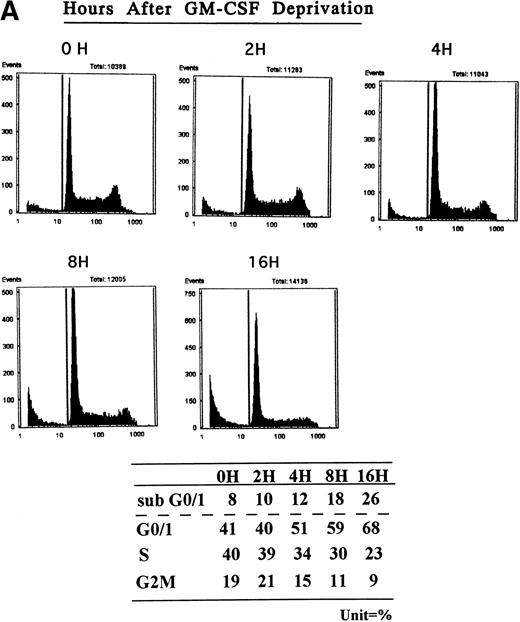 Fig. 1. Effect of GM-CSF deprivation on cell cycle distribution and apoptosis of TF-1 AML cells. TF-1 AML cells (3 × 105cells/mL) were cultured for 2 days in the presence of GM-CSF (1 ng/mL), washed three times with PBS, and resuspended in fresh media without GM-CSF. (A) Cell cycle profile was determined by PI staining and flow cytometric analysis at 0, 2, 4, 8, and 16 hours after GM-CSF deprivation. (B) Apoptosis of TF-1 cells before and 16 hours after deprivation of GM-CSF was analyzed by DNA fragmentation.