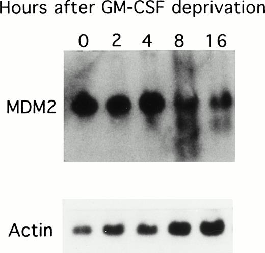 Fig. 2. Effect of GM-CSF deprivation on expression of MDM2 mRNA in TF-1 AML cells. TF-1 AML cells (3 × 105 cells/mL) were cultured for 2 days in the presence of GM-CSF (1 ng/mL), washed three times with PBS, and resuspended in fresh media without GM-CSF. Viable cells obtained by Ficoll density gradient sedimentation were prepared at each time point (0, 2, 4, 8, and 16 hours), and 10 μg of RNA from each sample were separated by Northern blotting and hybridized with an MDM2 specific cDNA probe. Rehybridization with β-actin confirmed equal mRNA loading.