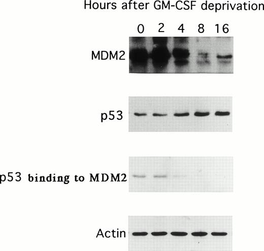 Fig. 3. Effect of GM-CSF deprivation on expression of MDM2 and p53 proteins, as well as p53 protein binding to MDM2. Total cell lysates were obtained from TF-1 AML cells (5 × 106 viable cells/sample) at 0, 2, 4, 8, and 16 hours after GM-CSF deprivation and immunoprecipitated with anti-MDM2 or anti-p53 MoAbs, and immunoblotted with the same MoAb. In addition, the same cell lysates were immunoprecipitated with anti-MDM2 MoAb and immunoblotted with anti-p53 MoAb. IP and WB with antiactin MoAb confirmed equal protein loading.
