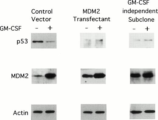 Fig. 5. Effect of long-term GM-CSF deprivation on expression of MDM2 and p53 proteins in TF-1 control vector transfectants, in TF-1 MDM2 transfectants, and in GM-CSF–independent TF-1 cells. GM-CSF–independent TF-1 AML cells were cultured in fresh media with GM-CSF (1 ng/mL) for 2 days, washed three times with PBS, and resuspended in fresh media with or without GM-CSF (1 ng/mL) for 16 hours. TF-1 cells transfected with either control vector or the MDM2 gene were cultured in media with G418 (400 μg/mL) and GM-CSF (1 ng/mL) for an additional 16 hours. Expression of MDM2, p53, and actin proteins were examined by immunoblotting.