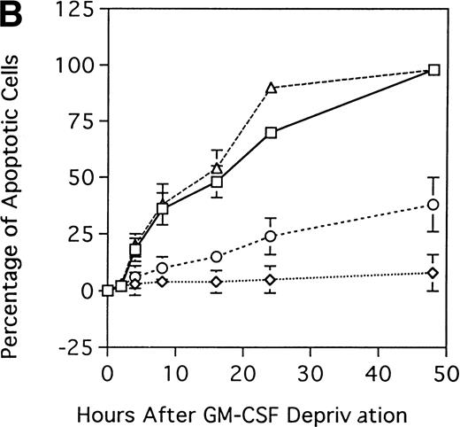 Fig. 6. Effect of GM-CSF deprivation on proliferation and apoptosis of TF-1 cells, GM-CSF–independent TF-1 cells, as well as TF-1 cells transfected with either control vector or MDM2 gene. Parent TF-1 cells (▵) and the GM-CSF–independent TF-1 subclone (◊) were cultured in media with GM-CSF (1 ng/mL) for 2 days, washed three times with PBS, and resuspended in fresh medium without GM-CSF. TF-1 control vector transfectants (□) and TF-1 MDM2 transfectants (○) were cultured in media with G418 (400 μg/mL) and GM-CSF (1 ng/mL) for 2 days, washed three times with PBS, and resuspended in fresh media with G418 (400 μg/mL) without GM-CSF. (A) Proliferation of cells cultured in the absence of GM-CSF were determined by counting number of viable cells with trypan blue. Mean standard deviation was determined for three independent experiments. (B) Apoptosis was evaluated with acridine orange/ethidium bromide staining, and the percentage of apoptotic cells was calculated: apoptotic cells / (apoptotic cells + viable cells). Mean standard deviation was determined for three independent experiments. (C) TF-1 control vector transfectants, GM-CSF–independent TF-1 cells, and TF-1 MDM2 transfectants were cultured for 2 days in the presence of GM-CSF (1 ng/mL), washed three times with PBS, and resuspended in fresh media with varying concentrations of GM-CSF (0.0, 0.1, 0.2, and 1 ng/mL). Cells were harvested at 16 hours and apoptosis was evalutated by DNA fragmentation assay. A