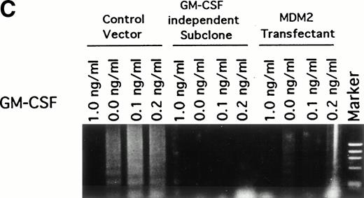 Fig. 6. Effect of GM-CSF deprivation on proliferation and apoptosis of TF-1 cells, GM-CSF–independent TF-1 cells, as well as TF-1 cells transfected with either control vector or MDM2 gene. Parent TF-1 cells (▵) and the GM-CSF–independent TF-1 subclone (◊) were cultured in media with GM-CSF (1 ng/mL) for 2 days, washed three times with PBS, and resuspended in fresh medium without GM-CSF. TF-1 control vector transfectants (□) and TF-1 MDM2 transfectants (○) were cultured in media with G418 (400 μg/mL) and GM-CSF (1 ng/mL) for 2 days, washed three times with PBS, and resuspended in fresh media with G418 (400 μg/mL) without GM-CSF. (A) Proliferation of cells cultured in the absence of GM-CSF were determined by counting number of viable cells with trypan blue. Mean standard deviation was determined for three independent experiments. (B) Apoptosis was evaluated with acridine orange/ethidium bromide staining, and the percentage of apoptotic cells was calculated: apoptotic cells / (apoptotic cells + viable cells). Mean standard deviation was determined for three independent experiments. (C) TF-1 control vector transfectants, GM-CSF–independent TF-1 cells, and TF-1 MDM2 transfectants were cultured for 2 days in the presence of GM-CSF (1 ng/mL), washed three times with PBS, and resuspended in fresh media with varying concentrations of GM-CSF (0.0, 0.1, 0.2, and 1 ng/mL). Cells were harvested at 16 hours and apoptosis was evalutated by DNA fragmentation assay. A
