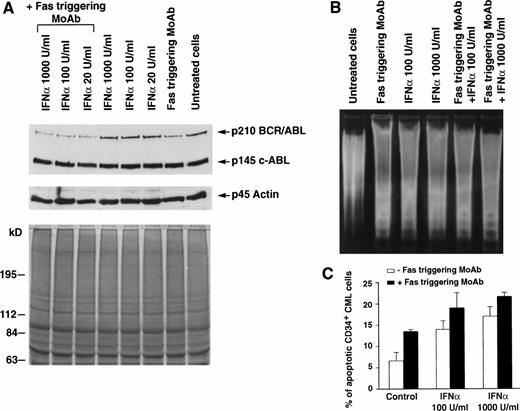 Fig. 1. Effects of Fas triggering by anti-Fas MoAb CH11 on p210bcr/abl protein expression and on susceptibility to apoptosis of total and CD34+ BM cells from a representative patient with CML in chronic phase who had optimal response to IFN-α. (A) Immunoblotting of p210 from total BM cells (upper) and Coomassie-blue staining to document equal protein loading (lower). P145 c-abland actin proteins are used as controls for constant protein loading and absence of degradation. (B) Agarose gel stained with ethidium bromide after electrophoresis of low-molecular-weight DNA extracted from a constant number of total BM cells. Cell lysates and low-molecular-weight DNA were obtained from the same plates for both (A) and (B) experiments. (C) In situ TdT assay of CD34+cells treated as indicated; bars represent the mean number of apoptotic cells determined in triplicate experiments ± standard error of mean (SEM). Statistical analysis (paired t-test) showed P< .05 for control versus Fas triggering alone and after addition of any IFN-α concentration and for Fas triggering versus IFNα 1,000 U/mL + Fas triggering. Total BM and CD34+ cells were cultured for 48 hours in the presence of the indicated concentrations of IFN-α. MoAb CH11 was used at a concentration of 1 μg/mL.