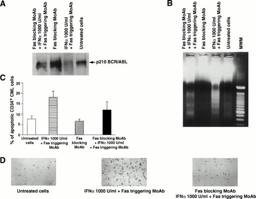 Fig. 2. Effects of Fas blocking by MoAb ZB4 on Fas-mediated regulation of p210 and apoptosis of total and CD34+ BM cells from a CML patient in chronic phase who had optimal response to IFN-α. Total BM and CD34+ cells were cultured for 48 hours in the absence or presence of Fas triggering (by MoAb CH11) and/or Fas blocking (by MoAb ZB4), without or with IFN-α (1,000 U/mL). For (A), (B), and (C), see legend to Fig 1. (D), (E), and (F) show apoptotic CD34+ CML cells stained positively with peroxidase (black cells) after the indicated treatment. In (C), bars represent the mean number of apoptotic cells determined in triplicate experiments ± SEM. Statistical analysis (pairedt-test) showed P < .05 for untreated cells versus Fas triggering + IFN-α and for Fas blocking versus Fas blocking + IFN-α + Fas triggering, while there was no statistical difference between untreated and Fas blocking.