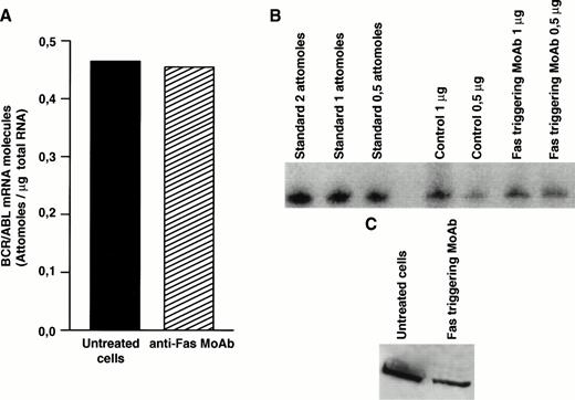 Fig. 4. Effect of Fas triggering on bcr/abl expression (mRNA and protein) from a CML patient in chronic phase who had optimal response to IFN-α and showed in vitro susceptibility to Fas-mediated apoptosis. Quantitative RT-PCR: (A) densitometry and (B) agarose gel. (C) Immunoblotting of p210 from total BM cells. Fas triggering induced downregulation of p210, but not of bcr/abl mRNA.