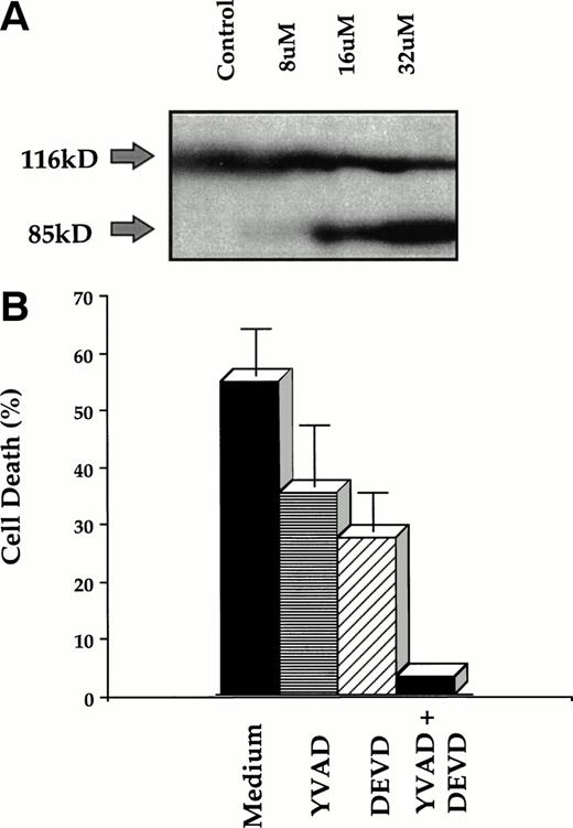 Fig. 3. Caspase-mediated apoptotic cell death induced by resveratrol (A) SDS-PAGE analysis of caspase-specific PARP cleavage in lysates of resveratrol-treated HL60 cells. Tumor cells (2 × 106) were treated with resveratrol (8 to 32 μmol/L) for 24 hours, lysed, subjected to 10% SDS-PAGE, and transferred to nitro-cellulose membranes as described in Materials and Methods. PARP cleavage was detected using a primary monoclonal antibody C-2-10 followed by the secondary HRP-conjugated anti-mouse IgG. Arrows indicate the intact protein of 116 kD and the proteolytic cleaved fragment (85 kD). (B) Inhibition of apoptotic cell death in HL60 cells treated with 32 μmol/L resveratrol for 24 hours in the presence of 2.5 μmol/L caspase inhibitors DEVD-CHO or YVAD-CHO or both. Cytotoxicity was determined by the MTT assay, and data shown are mean ±SD of three independent experiments.