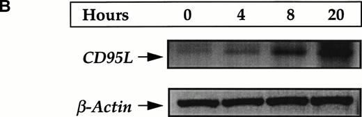 Fig. 4. CD95 and CD95L expression following resveratrol treatment of HL60 cells. (A) HL60 cells were treated with 32 μmol/L resveratrol, and surface expression of CD95 and CD95L was analyzed by flow cytometry at 6 hours, 12 hours, and 24 hours as described in Materials and Methods. The shaded histograms are for mouse IgG1κ used as an isotype control, the dotted lines represent nontreated HL60 cells, and the solid lines indicate resveratrol-treated HL60 cells. At least 10,000 events were counted, and data shown are representative of at least three separate experiments. (B) RT-PCR amplification of CD95L and β-actin mRNA following treatment of HL60 cells with 32 μmol/L resveratrol for 0, 4, 8, and 20 hours.