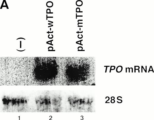 Fig. 3. (A) Mutant-type TPO manifested the same level ofTPO mRNA as wild-type. L929 cells were transfected with 10 μg of pActC, pAct-wTPO, or pAct-mTPO, respectively. By Northern blot analysis, TPO mRNA level in the transfected cells showed no definite difference between pAct-wTPO and pAct-mTPO. (B) TPO production definitely differed between pAct-wTPO and pAct-mTPO. TPO concentration in the conditioned media was analyzed by ELISA. TPO released by pAct-wTPO transfected L929 cells was arbitrarily assigned to a value of 1.0, and the results are shown as the mean ± SD. The analysis was performed in duplicate assays and the results were reproducible.