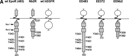 Fig. 1. Chimeric receptor constructs and expression in erythroleukemic SKT6 cells. (A) Diagrammed are wild-type Epo, prolactin Nb2, and EGF receptors together with derived chimeric constructs composed of the human EGF receptor extracellular domain, and cytoplasmic domains of the Epo receptor (full-length EE483, C-truncation EE372) or the Nb2 receptor (EENb2). (B) SKT6 cells were transfected with pCIneo vectors encoding EE483, EE372, or EENb2, and expression of chimeric receptor transcripts in derived cell lines was assayed by Northern blotting. Hybridization was to either a human EGF receptor probe (32P-EGFR) or to a murine Epo receptor probe (32P-EpoR). Equivalence in RNA loading was assessed by hybridization to a GAPDH cDNA.