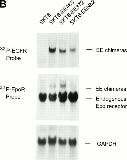 Fig. 1. Chimeric receptor constructs and expression in erythroleukemic SKT6 cells. (A) Diagrammed are wild-type Epo, prolactin Nb2, and EGF receptors together with derived chimeric constructs composed of the human EGF receptor extracellular domain, and cytoplasmic domains of the Epo receptor (full-length EE483, C-truncation EE372) or the Nb2 receptor (EENb2). (B) SKT6 cells were transfected with pCIneo vectors encoding EE483, EE372, or EENb2, and expression of chimeric receptor transcripts in derived cell lines was assayed by Northern blotting. Hybridization was to either a human EGF receptor probe (32P-EGFR) or to a murine Epo receptor probe (32P-EpoR). Equivalence in RNA loading was assessed by hybridization to a GAPDH cDNA.