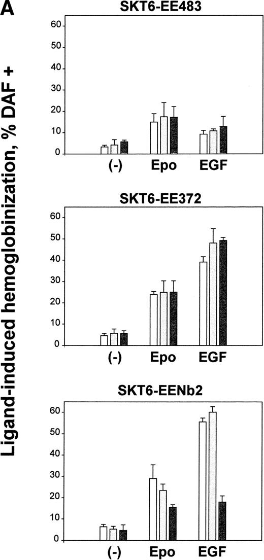 Fig. 3. Activities of EE483, EE372, and EENb2 chimeras in mediating induced SKT6 cell hemoglobinization and globin expression. (A) In SKT6 cells stably expressing the above chimeric receptor forms (see Fig 1), hemoglobinization as induced by EGF first was analyzed. SKT6-EE483, -EE372, and -EENb2 cell lines (3 sublines for each designated by open, closed, and shaded histograms, respectively) were exposed to either EGF (15 ng/mL) or Epo (10 U/mL) and, at 72 hours of cytokine exposure, hemoglobin-positive cells were stained with 2, 7 diaminofluorene (DAF) and scored (>200 cells per sample). Graphed are mean frequencies of DAF-positive cells ± standard deviations (n = 3). (B) EGF-induced globin expression in SKT6-EE483, -EE372, and -EENb2 cell lines. Cells were exposed to EGF (15 ng/mL) or Epo (10 U/mL) for the indicated intervals (0, 48, and 72 hours), and levels of globin expression were assayed by direct Western blotting of cell lysates using purified antibodies to murine hemoglobin.