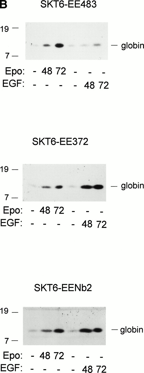 Fig. 3. Activities of EE483, EE372, and EENb2 chimeras in mediating induced SKT6 cell hemoglobinization and globin expression. (A) In SKT6 cells stably expressing the above chimeric receptor forms (see Fig 1), hemoglobinization as induced by EGF first was analyzed. SKT6-EE483, -EE372, and -EENb2 cell lines (3 sublines for each designated by open, closed, and shaded histograms, respectively) were exposed to either EGF (15 ng/mL) or Epo (10 U/mL) and, at 72 hours of cytokine exposure, hemoglobin-positive cells were stained with 2, 7 diaminofluorene (DAF) and scored (>200 cells per sample). Graphed are mean frequencies of DAF-positive cells ± standard deviations (n = 3). (B) EGF-induced globin expression in SKT6-EE483, -EE372, and -EENb2 cell lines. Cells were exposed to EGF (15 ng/mL) or Epo (10 U/mL) for the indicated intervals (0, 48, and 72 hours), and levels of globin expression were assayed by direct Western blotting of cell lysates using purified antibodies to murine hemoglobin.