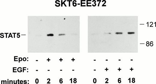 Fig. 4. Sustained activation of STAT5 via the truncated chimeric receptor form EE372. In SKT6-EE372 cells, the time course of STAT5 activation as induced by EGF versus Epo was assayed as follows. Cells were exposed to either EGF or Epo at concentrations shown to promote mitogenesis of myeloid FDCW2-wtER and FDCW2-EE483 cells at 50% maximal rates (35 ng/mL or 90 nmol/L and 20 U/mL or 120 nmol/L, respectively; R.C.G., unpublished data). At the indicated intervals of cytokine exposure, SKT6 cell lysates were prepared by sonication in the presence of CHAPS. Activated STAT5 then was bound to a biotinylated PRE cassette, adsorbed to streptavidin agarose, eluted from washed gels, and assayed by Western blotting. Data shown are representative of two independent experiments.