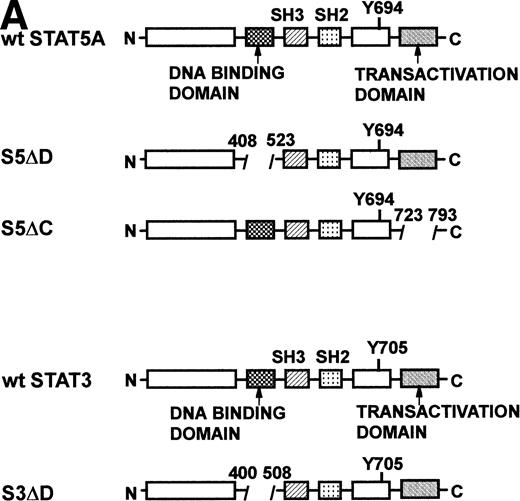 Fig. 5. Dominant-negative forms of STAT5A inhibit Epo-induced SKT6 cell hemoglobinization and globin expression. SKT6 cells were transfected stably with expression vectors encoding forms of STAT5A in which either the predicted DNA binding domains (pCIneo-S5▵D, pMK-S5▵D) or the C-terminal transactivation domains were deleted (pMK-S5▵C) (Wang-Ihle). As a control, a STAT3 DNA binding domain deletion mutant (S3▵D) also was constructed and was expressed stably (SKT6-pCIneo-S3▵D cells). Effects of the expression of these STAT mutants on Epo-induced SKT6 cell differentiation were then assessed. (A) Shown diagrammatically are wt STAT5A, wt STAT3, and the derived deletion constructs S5▵D, S5▵C, and S3▵D. (B) Levels of expression of STAT5A deletion constructs in SKT6-pCIneo-S5▵D, -pMK-S5▵D, and -pMK-S5▵C cells as assayed by Western blotting of total cell lysates. The designated antibody S5#1 recognizes a C-terminal epitope of murine STAT5A (Asp774-Ser793), whereas S5#2 recognizes an epitope within a central domain (Phe451-Tyr649) of STAT5-A and -B. As controls, lysates from parental SKT6 cells as well as STAT5A immunoprecipitated from SKT6 cells were coanalyzed. (C) In assays of induced hemoglobinization, SKT6 cells expressing either STAT5▵D, STAT5▵C, or STAT3▵D (as a control) were exposed to Epo (2 U/mL) and, at the indicated intervals (48 and 72 hours), hemoglobinized cells were stained with DAF and scored (>200 cells per sample). Values are the mean frequencies of DAF-positive cells ± standard deviations (n = 3). Frequencies of DAF staining-positive cells scored in the absence of Epo were subtracted as background from these numbers. (D) In assays of induced globin expression, SKT6-pCIneo-S5▵D and SKT6-pCIneo-S3▵D cells (top panel) or SKT6-pMK-S5▵C and SKT6-pMK-S5▵D cells (lower panel) were exposed to Epo (2 U/mL) and, at 72 hours, cell lysates were prepared. Globin levels then were assayed by Western blotting. As a positive control, lysates from parental SKT6 cells (±Epo exposure) were coanalyzed.