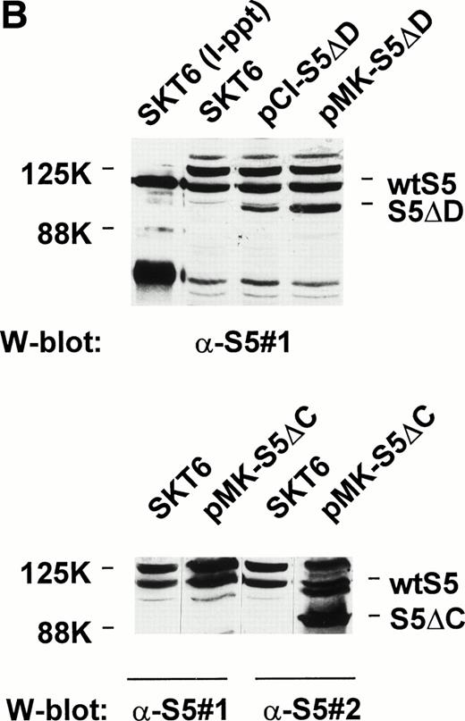 Fig. 5. Dominant-negative forms of STAT5A inhibit Epo-induced SKT6 cell hemoglobinization and globin expression. SKT6 cells were transfected stably with expression vectors encoding forms of STAT5A in which either the predicted DNA binding domains (pCIneo-S5▵D, pMK-S5▵D) or the C-terminal transactivation domains were deleted (pMK-S5▵C) (Wang-Ihle). As a control, a STAT3 DNA binding domain deletion mutant (S3▵D) also was constructed and was expressed stably (SKT6-pCIneo-S3▵D cells). Effects of the expression of these STAT mutants on Epo-induced SKT6 cell differentiation were then assessed. (A) Shown diagrammatically are wt STAT5A, wt STAT3, and the derived deletion constructs S5▵D, S5▵C, and S3▵D. (B) Levels of expression of STAT5A deletion constructs in SKT6-pCIneo-S5▵D, -pMK-S5▵D, and -pMK-S5▵C cells as assayed by Western blotting of total cell lysates. The designated antibody S5#1 recognizes a C-terminal epitope of murine STAT5A (Asp774-Ser793), whereas S5#2 recognizes an epitope within a central domain (Phe451-Tyr649) of STAT5-A and -B. As controls, lysates from parental SKT6 cells as well as STAT5A immunoprecipitated from SKT6 cells were coanalyzed. (C) In assays of induced hemoglobinization, SKT6 cells expressing either STAT5▵D, STAT5▵C, or STAT3▵D (as a control) were exposed to Epo (2 U/mL) and, at the indicated intervals (48 and 72 hours), hemoglobinized cells were stained with DAF and scored (>200 cells per sample). Values are the mean frequencies of DAF-positive cells ± standard deviations (n = 3). Frequencies of DAF staining-positive cells scored in the absence of Epo were subtracted as background from these numbers. (D) In assays of induced globin expression, SKT6-pCIneo-S5▵D and SKT6-pCIneo-S3▵D cells (top panel) or SKT6-pMK-S5▵C and SKT6-pMK-S5▵D cells (lower panel) were exposed to Epo (2 U/mL) and, at 72 hours, cell lysates were prepared. Globin levels then were assayed by Western blotting. As a positive control, lysates from parental SKT6 cells (±Epo exposure) were coanalyzed.