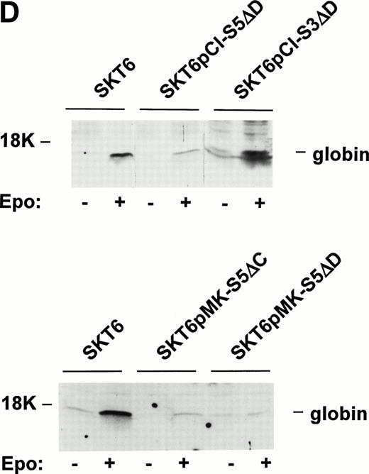 Fig. 5. Dominant-negative forms of STAT5A inhibit Epo-induced SKT6 cell hemoglobinization and globin expression. SKT6 cells were transfected stably with expression vectors encoding forms of STAT5A in which either the predicted DNA binding domains (pCIneo-S5▵D, pMK-S5▵D) or the C-terminal transactivation domains were deleted (pMK-S5▵C) (Wang-Ihle). As a control, a STAT3 DNA binding domain deletion mutant (S3▵D) also was constructed and was expressed stably (SKT6-pCIneo-S3▵D cells). Effects of the expression of these STAT mutants on Epo-induced SKT6 cell differentiation were then assessed. (A) Shown diagrammatically are wt STAT5A, wt STAT3, and the derived deletion constructs S5▵D, S5▵C, and S3▵D. (B) Levels of expression of STAT5A deletion constructs in SKT6-pCIneo-S5▵D, -pMK-S5▵D, and -pMK-S5▵C cells as assayed by Western blotting of total cell lysates. The designated antibody S5#1 recognizes a C-terminal epitope of murine STAT5A (Asp774-Ser793), whereas S5#2 recognizes an epitope within a central domain (Phe451-Tyr649) of STAT5-A and -B. As controls, lysates from parental SKT6 cells as well as STAT5A immunoprecipitated from SKT6 cells were coanalyzed. (C) In assays of induced hemoglobinization, SKT6 cells expressing either STAT5▵D, STAT5▵C, or STAT3▵D (as a control) were exposed to Epo (2 U/mL) and, at the indicated intervals (48 and 72 hours), hemoglobinized cells were stained with DAF and scored (>200 cells per sample). Values are the mean frequencies of DAF-positive cells ± standard deviations (n = 3). Frequencies of DAF staining-positive cells scored in the absence of Epo were subtracted as background from these numbers. (D) In assays of induced globin expression, SKT6-pCIneo-S5▵D and SKT6-pCIneo-S3▵D cells (top panel) or SKT6-pMK-S5▵C and SKT6-pMK-S5▵D cells (lower panel) were exposed to Epo (2 U/mL) and, at 72 hours, cell lysates were prepared. Globin levels then were assayed by Western blotting. As a positive control, lysates from parental SKT6 cells (±Epo exposure) were coanalyzed.