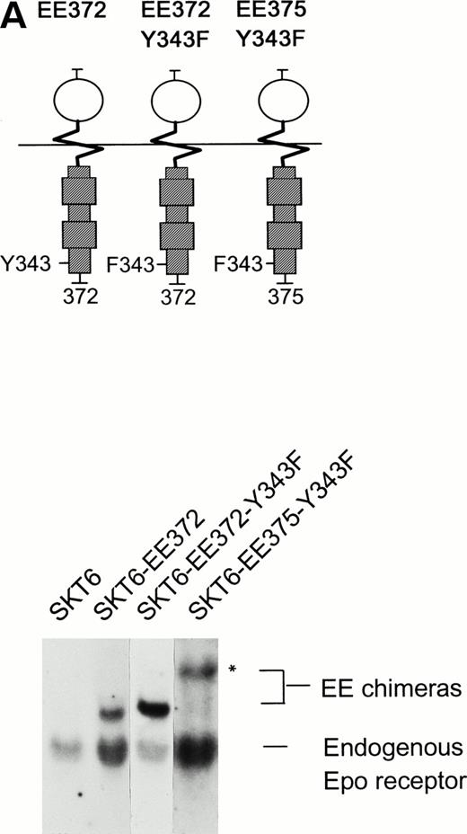 Fig. 6. Mutation of the STAT5 binding site Y343 in chimeric EE372 and EE375 receptor forms inhibits EGF-induced SKT6 cell hemoglobinization. (A) To further test roles for STAT5 during ligand-induced SKT6 cell differentiation, the Y343 STAT5 binding site within two distinct truncated chimeric receptor forms, EE372-Y343F and EE375-Y343F, was mutated to phenylalanine. These point-mutated chimeras are illustrated, and levels of transcript expression for these chimeras and endogenous Epo receptors in SKT6-EE372, EE372-Y343F, and -EE375-Y343F cell lines are presented. For EE375-Y343F, increased transcript size (*) is due to expression from the dicistronic vector. (B) To functionally confirm loss of STAT5 signaling via the receptor forms EE372-Y343F and EE375-Y343F, derived SKT6 cell lines were exposed to either EGF (±35 ng/mL) or Epo (±20 U/mL) for 180 minutes, and induced transcription of the STAT5-regulated gene, cis, was assayed by Northern blotting. Equivalence in loading was confirmed by hybridization to a 32P-GAPDH cDNA.