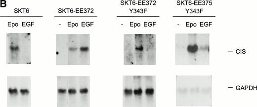 Fig. 6. Mutation of the STAT5 binding site Y343 in chimeric EE372 and EE375 receptor forms inhibits EGF-induced SKT6 cell hemoglobinization. (A) To further test roles for STAT5 during ligand-induced SKT6 cell differentiation, the Y343 STAT5 binding site within two distinct truncated chimeric receptor forms, EE372-Y343F and EE375-Y343F, was mutated to phenylalanine. These point-mutated chimeras are illustrated, and levels of transcript expression for these chimeras and endogenous Epo receptors in SKT6-EE372, EE372-Y343F, and -EE375-Y343F cell lines are presented. For EE375-Y343F, increased transcript size (*) is due to expression from the dicistronic vector. (B) To functionally confirm loss of STAT5 signaling via the receptor forms EE372-Y343F and EE375-Y343F, derived SKT6 cell lines were exposed to either EGF (±35 ng/mL) or Epo (±20 U/mL) for 180 minutes, and induced transcription of the STAT5-regulated gene, cis, was assayed by Northern blotting. Equivalence in loading was confirmed by hybridization to a 32P-GAPDH cDNA.